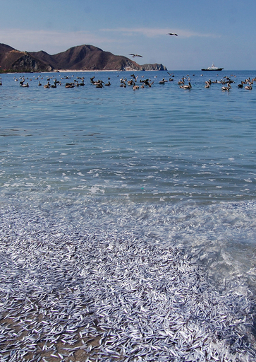 コロンビアの浜辺に大量のイワシの死骸、死因は不明