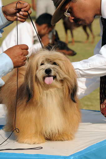 インドでオール・ブリード・チャンピオンシップ・ドッグショー