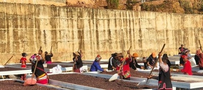 高品質コーヒー第一県の孟連県のコーヒーの良品率が62%に上昇 中国