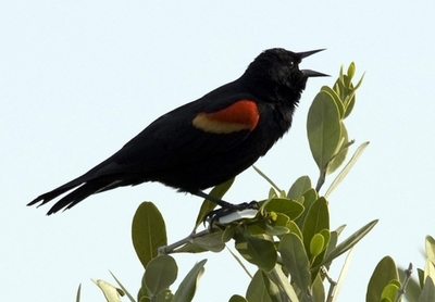 町に降り注ぐ1000羽の鳥、ヒッチコックさながらの謎 米国