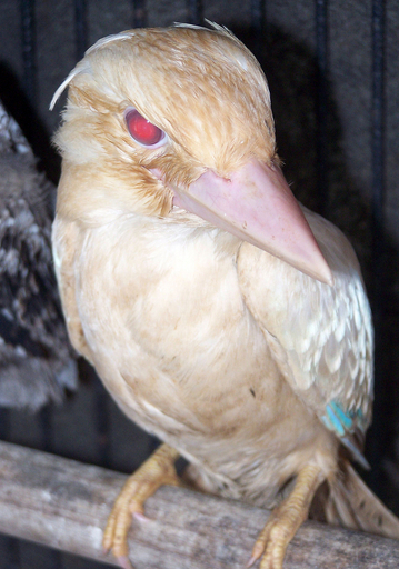 アルビノのワライカワセミを保護、オーストラリア