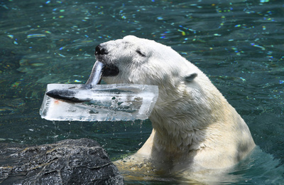 韓国の高齢ホッキョクグマ、英移住へ 北極再現した快適環境で余生を