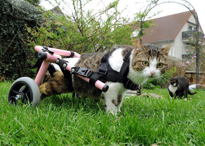 歩行器を使って歩く猫、ドイツ・ツェレ
