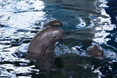 人工飼育下で初めて繁殖に成功した長江のスナメリ「タオタオ」が18歳に