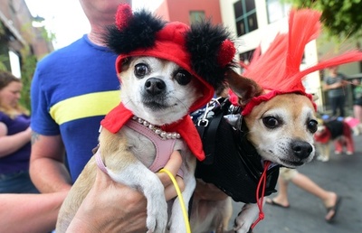 仮装だワンッ！犬のハロウィーンパレード、米加州