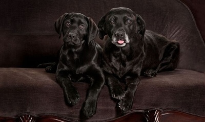 ペットのクローン、今や一般家庭でも【再掲】