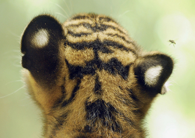 「何コレ？」 好奇心旺盛な赤ちゃんトラ、ドイツ