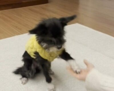 「この犬に噛まれた。野良犬だと思った」…韓国・防犯映像に収められた「隣人が愛犬を埋める」瞬間