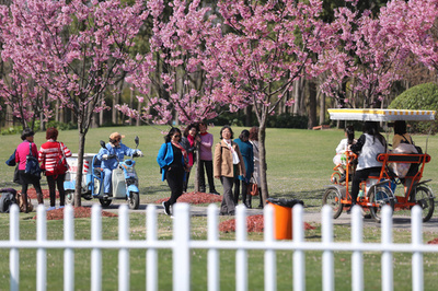 中国で高まる桜ブーム 「日本」のイメージ巡り議論も
