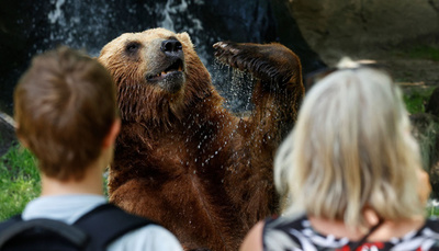 【今日の1枚】笑うヒグマ、水浴びにご満悦