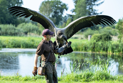 調教師と一心同体で訓練中、保護区のコンドル デンマーク