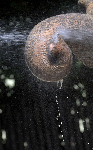 水浴びを楽しむ象たち、ブダペスト