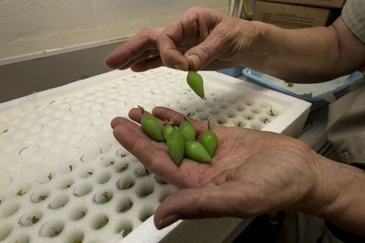 枝豆…ではなくてチョウのさなぎです、米サンディエゴ動物園
