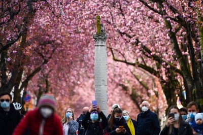 満開の桜並木、見物はマスク着用で ドイツ