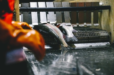 内陸の新疆で水産物が大豊漁