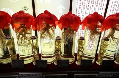 酒に漬けた薬用人参が15年後に発芽 中国