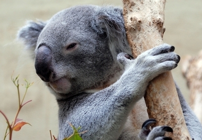 嵐の夜、コアラがバーに来店そして居眠り