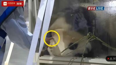 韓国で広がる心配の声…“自国のアイドル”パンダを迎え入れた「本場・中国」の残念な対応