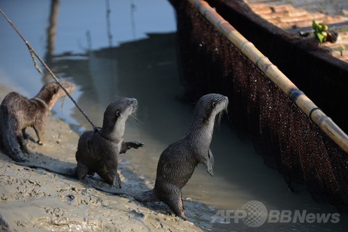 バングラデシュ伝統のカワウソ漁 消滅の危機 写真14枚 ファッション ニュースならmode Press Powered By Afpbb News