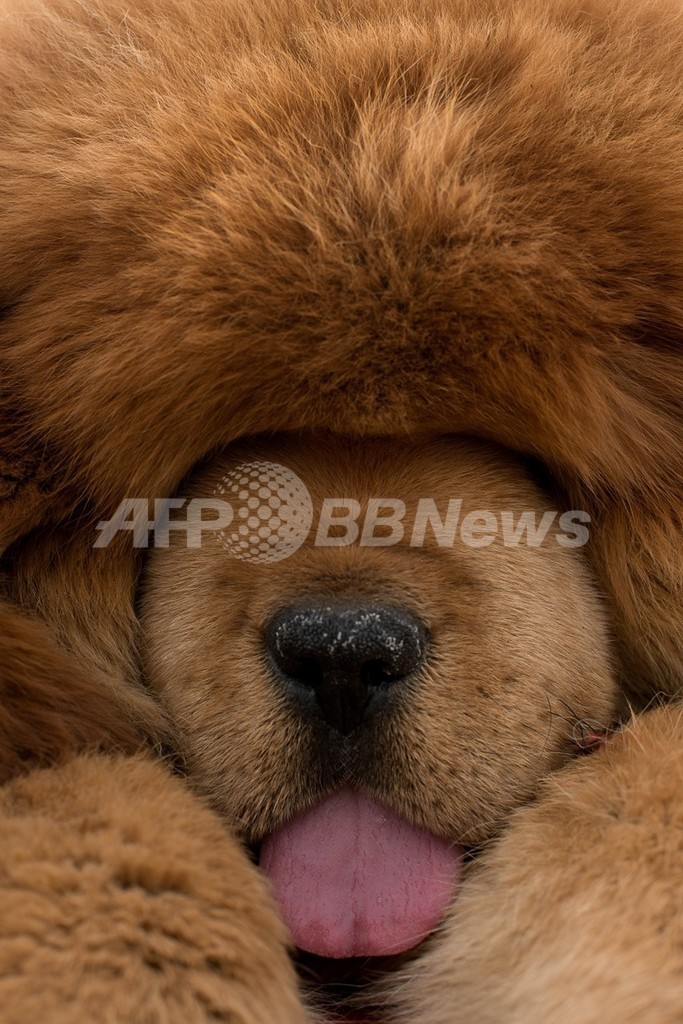 大型犬をライオンとして展示 鳴き声で正体判明 中国動物園 写真1枚 国際ニュース Afpbb News