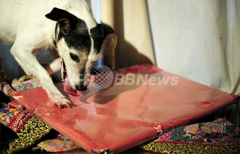 まさに 飼い犬に手をかまれる 愛犬に居場所をバラされた容疑者 写真1枚 国際ニュース Afpbb News