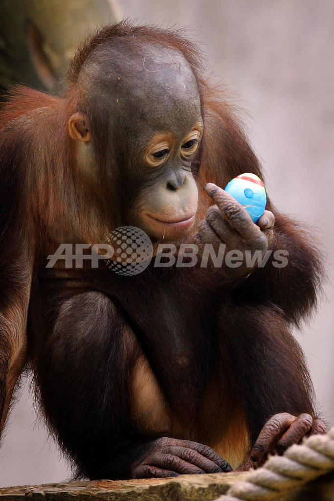 復活祭直前 動物愛護団体が イースター エッグを食べないで クロアチア 写真3枚 国際ニュース Afpbb News