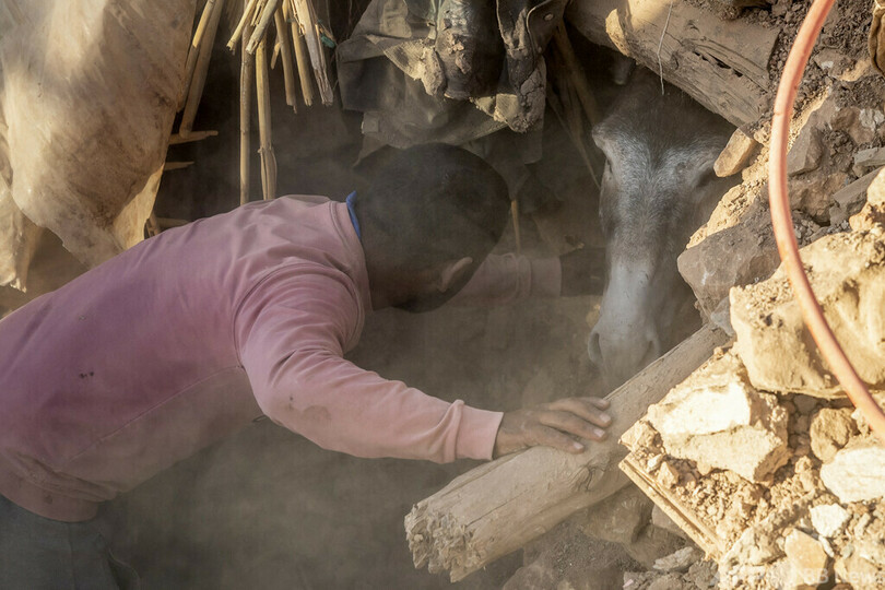 【今日の1枚】がれきに埋もれたロバを救出 モロッコ