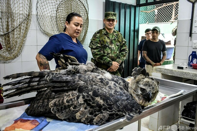 絶滅危機のオウギワシ、コロンビア軍が治療 銃で負傷か