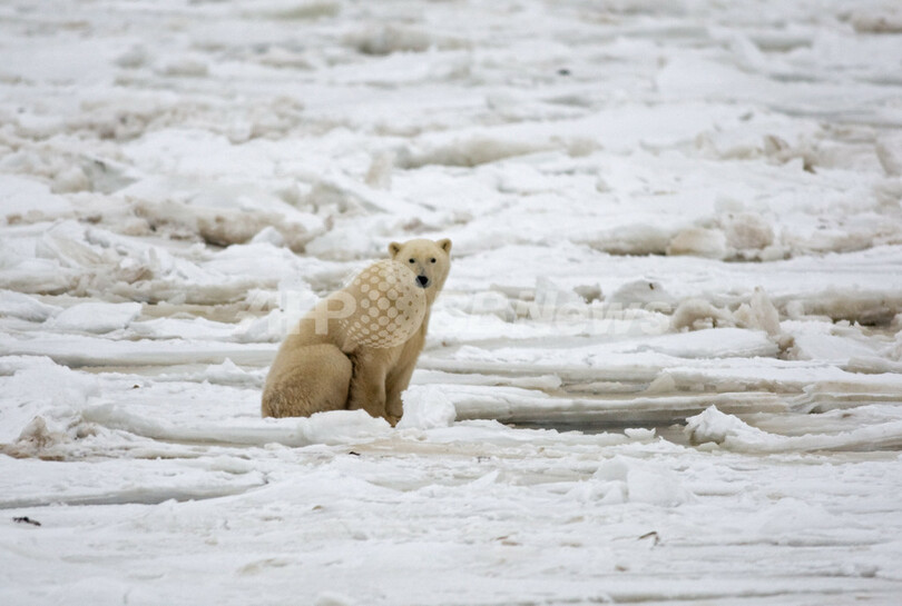 シロクマの大移動 ネットライブでご堪能あれ カナダ 写真1枚 国際ニュース Afpbb News