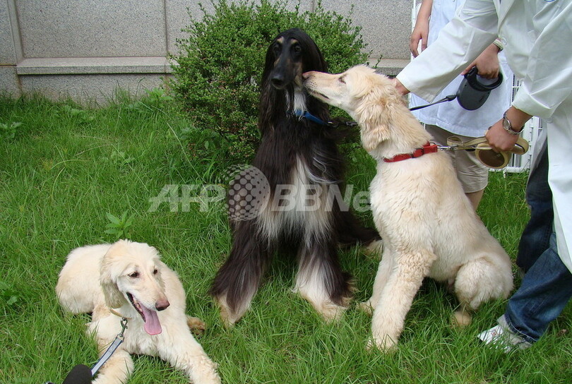 世界初のクローン犬「スナッピー」が父親に、ソウル大