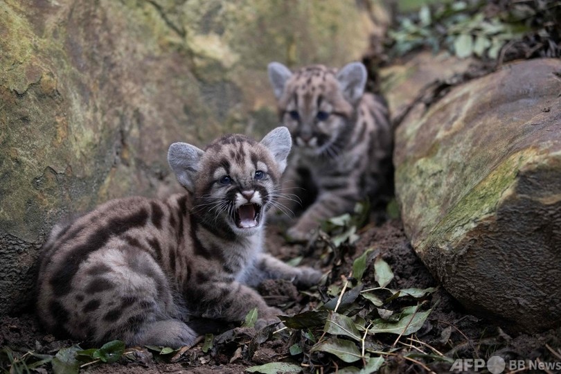 ピューマとジャガーの赤ちゃん 仲良く成長中 仏動物園 写真14枚 国際ニュース Afpbb News