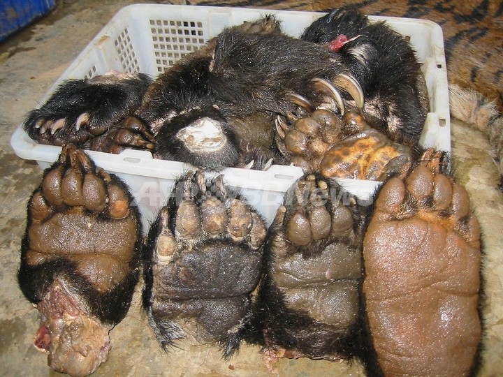 車内から173個の「クマの手」、麻薬捜査中に発見 中国 車内から173個の「クマの手」、麻薬捜査中に発見 中国