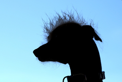 世界一醜い犬コンテスト 米カリフォルニアで開催 写真45枚 国際ニュース Afpbb News