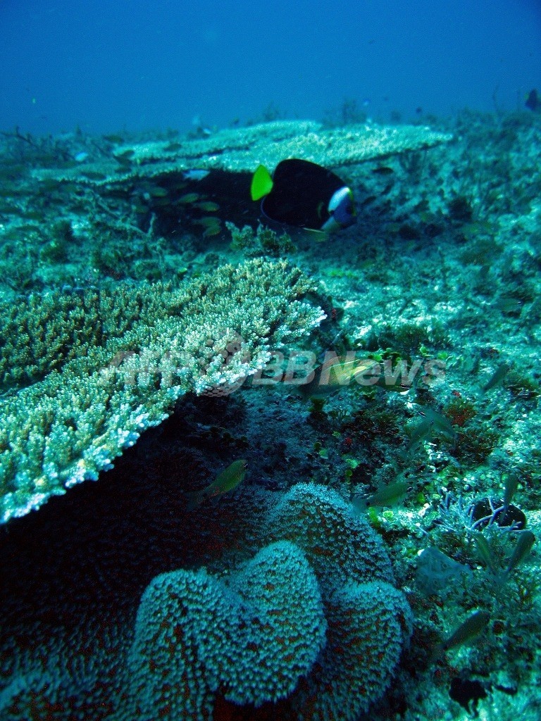 世界のサンゴ礁でバーチャルダイビング グーグルが新サービス 写真1枚 国際ニュース Afpbb News