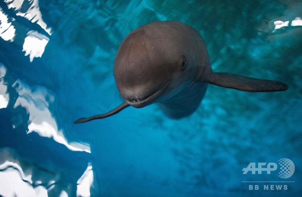 絶滅危惧種の小型イルカ ほほ笑む天使スナメリ 中国で保護の取り組み 写真11枚 国際ニュース Afpbb News