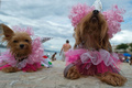 ブラジル・リオデジャネイロ（Rio de Janeiro）のコパカバーナビーチ（Copacabana Beach）で3日、着飾ったペットたちが参加する動物版「リオのカーニバル」が開催された（2013年2月3日撮影）。(c)AFP/CHRISTOPHE SIMON