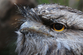 オーストラリア国内の動物園や水族館で作る団体は全国絶滅危惧種デー（National Threatened Species Day）の7日、シドニー（Sydney）市内中心部マーティン・プレース（Martin Place）でコアラやタスマニアデビルなどを展示し、来場者らに絶滅危惧種に対する理解や保護を呼び掛けた。

写真は野生動物専門家によって展示されたオーストラリアガマグチヨタカ（2012年9月7日撮影）。(c)AFP/ROMEO GACAD