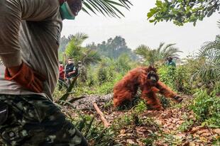 大規模森林火災続くインドネシア、オランウータン数十頭救出 煙害も深刻