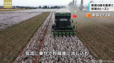 新疆の綿花農家で収穫のシーズン 写真1枚 国際ニュース Afpbb News
