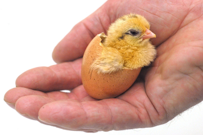 生まれたて！ひよこ400羽 独ボルフスブルク