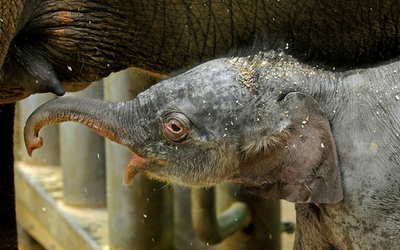 元気に歩くアジアゾウの赤ちゃん、タロンガ動物園