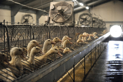 フォアグラ販売、最後のスーパーが撤退 デンマーク