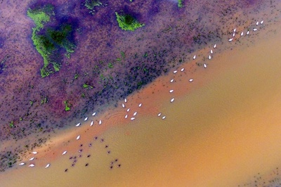 渡り鳥が次々と飛来 中国最大の淡水湖「ハ陽湖」