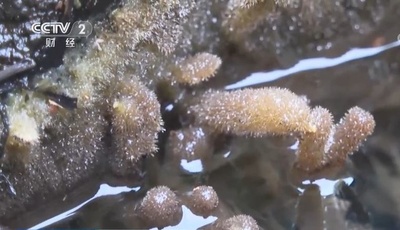 中国の科学者、6億年前の古代生物「淡水海綿」を発見