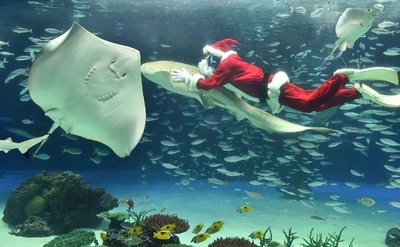 魚に「メリークリスマス」！都内水族館でクリスマスイベント