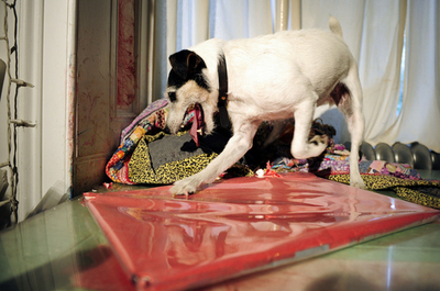 爪と歯で絵を描くブルックリンのティリー画伯