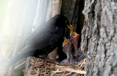 せっせと子育て ひなに餌を与えるクロウタドリ オーストリア
