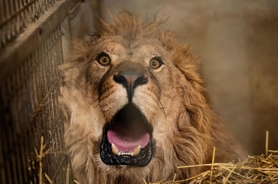 ウクライナ侵攻で手放されたライオン3頭、仏動物園に