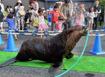 涼をお届け、オットセイが水まき 品川アクアスタジアム