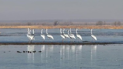 世界の野生ソデグロヅルの3分の1 中国北東部の自然保護区に集結